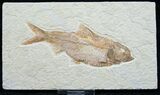 Knightia Fossil Fish - Wyoming #7591-1